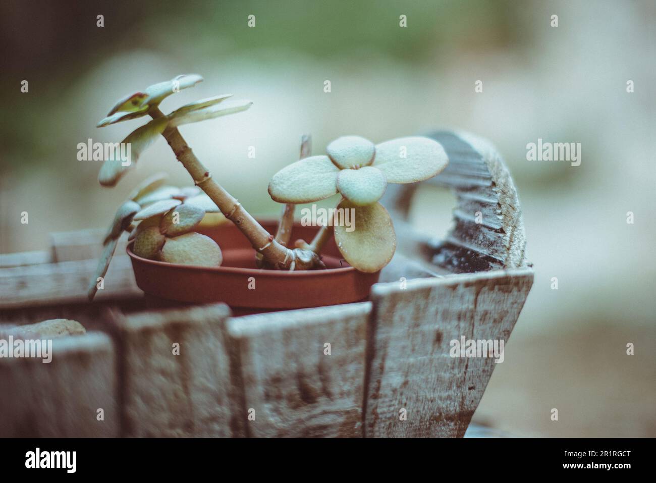 Close up of a succulents growing in a plant pot Stock Photo
