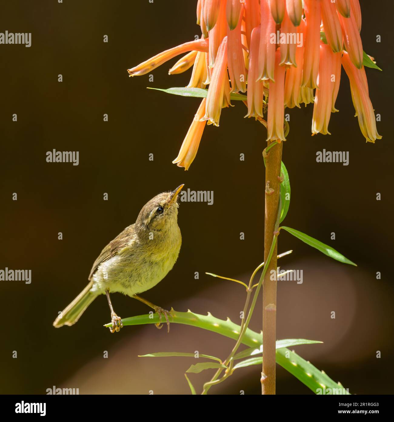 Canary Islands chiffchaff, Phylloscopus canariensis, a leaf warbler endemic to the Canary Islands, perching on a flowering Aloe plant, Gran Canaria Stock Photo