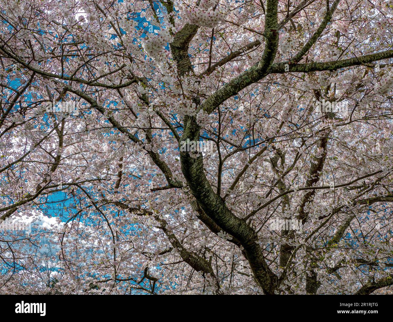 Greensboro wallpaper hires stock photography and images Alamy