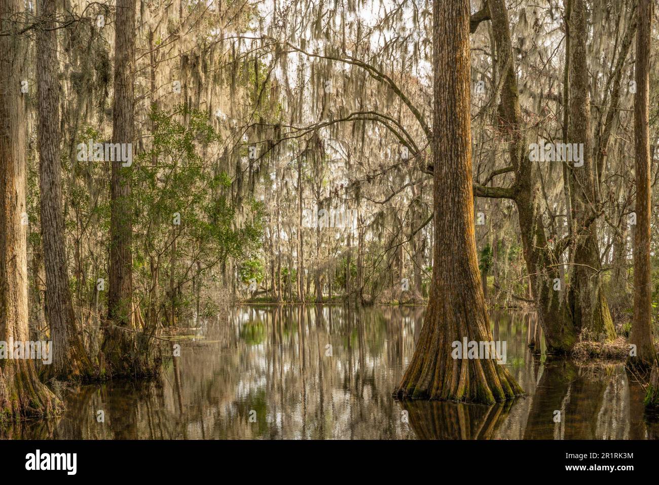 Peaceful image of low country South Carolina Cypress Swamp with Spanish Moss. Stock Photo