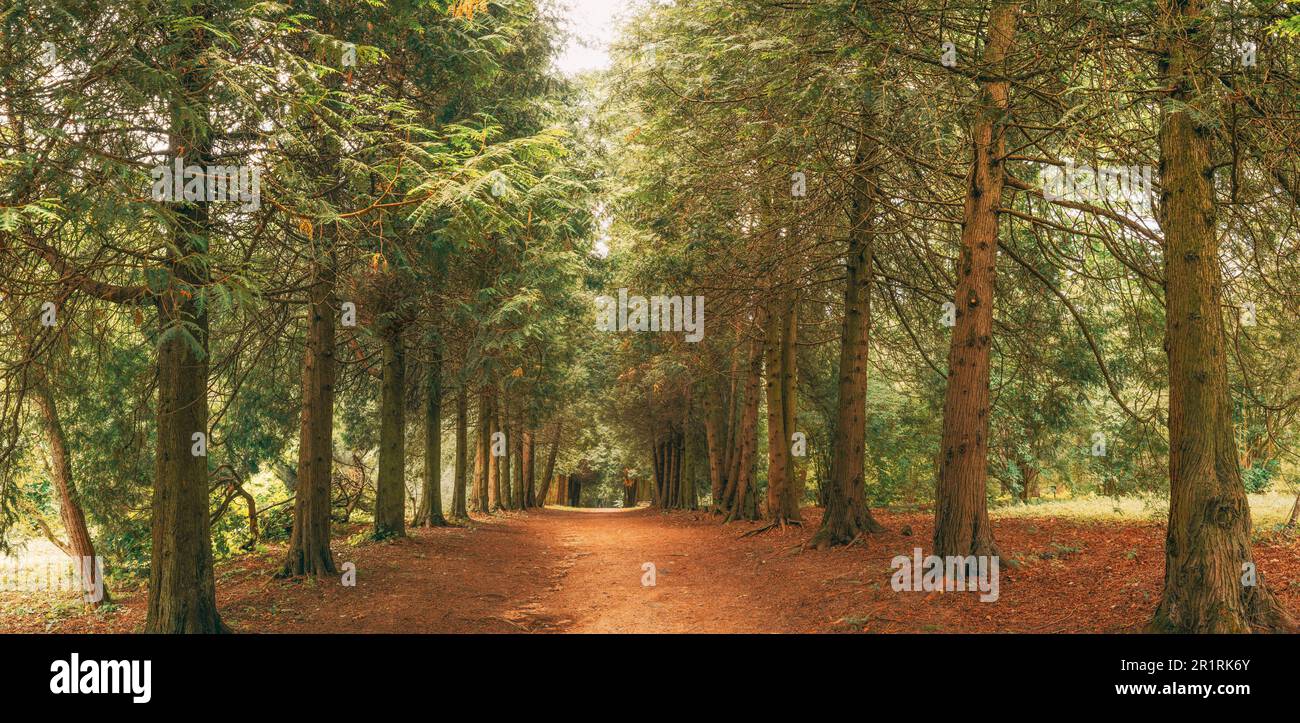 Walkway Lane Path Through Green Thuja Trees In Coniferous Forest. Beautiful Alley, Road In Park. Pathway, Natural Tunnel, Way Through Summer Forest. Stock Photo