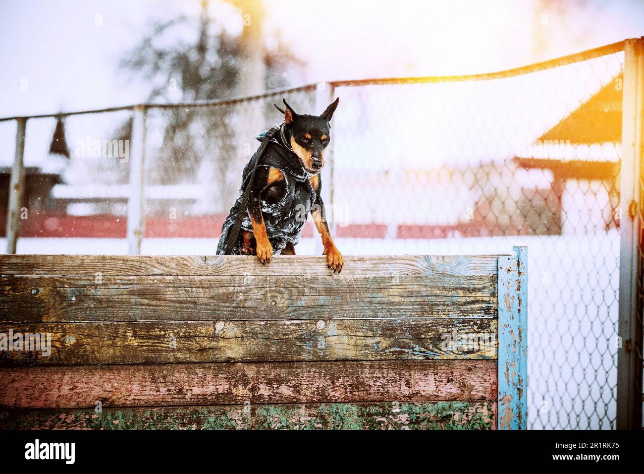 Funny Black Miniature Pinscher Zwergpinscher, Min Pin Dog Playing And Training Outdoor In Snow, Winter Season. Stock Photo