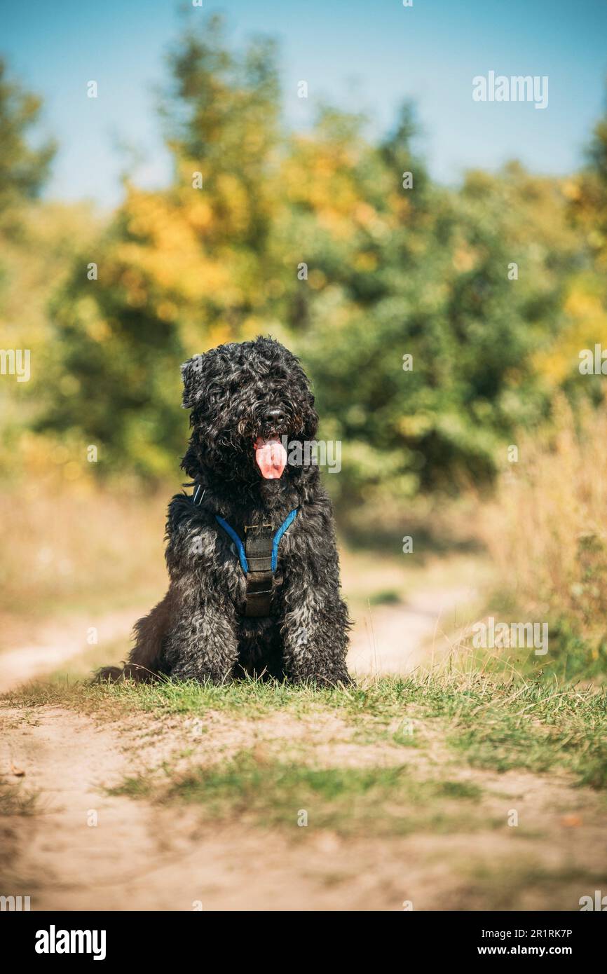 Beautiful Bouvier des Flandres funny sitting outdoor in countryside road in autumn day. Funny Bouvier des Flandres herding dog breed sitting in Stock Photo