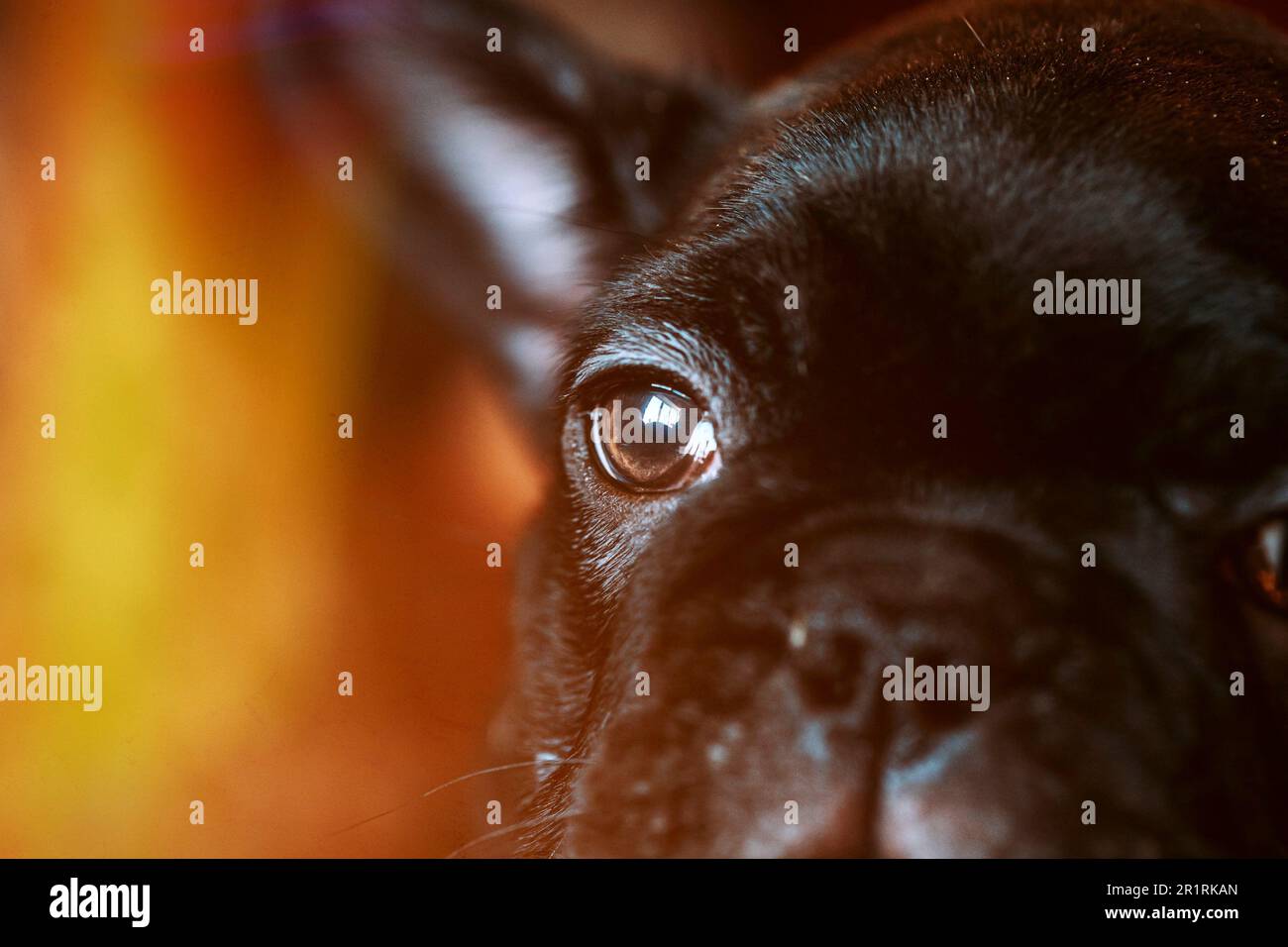 Close Up Eye Of Young Black French Bulldog Dog Puppy In Soft Sunlight. Funny Puppy Dog. Black Dog. Stock Photo
