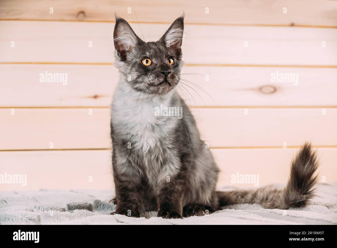 Funny Curious Black Silver Tabby Maine Coon Cat Sitting At Home Sofa. Coon Cat, Maine Cat, Maine Shag. Amazing Pets Pet. Stock Photo