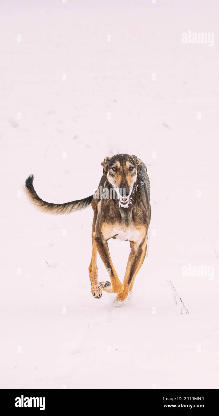 Hunting Sighthound Hortaya Borzaya Dog During Hare-hunting At Winter Day In Snowy Field. Stock Photo
