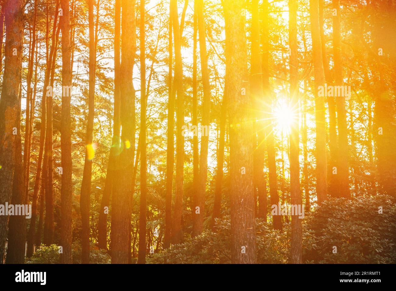 Sunset Sunrise In Pine Forest Landscape. Sun Sunshine With Natural Sunlight Through Wood Tree In Evening Forest. Amazing Scenic View. Autumn Nature. Stock Photo
