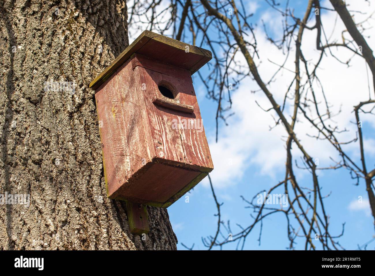 Handmade wooden bird feeder attached to the ash tree Stock Photo Alamy