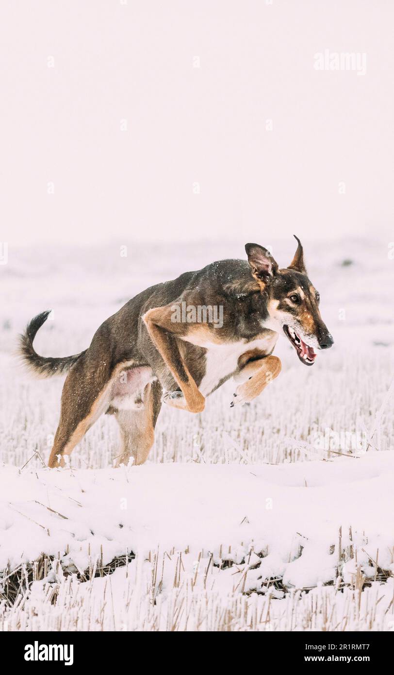 Hunting Sighthound Hortaya Borzaya Dog Jumping During Hare-hunting At Winter Day In Snowy Field. Stock Photo