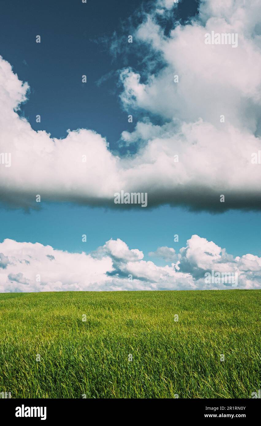 Countryside Rural Green Field Landscape With Young Wheat Sprouts In Spring Summer Cloudy Day. Agricultural Field. Young Wheat Shoots. Aerial View. Stock Photo
