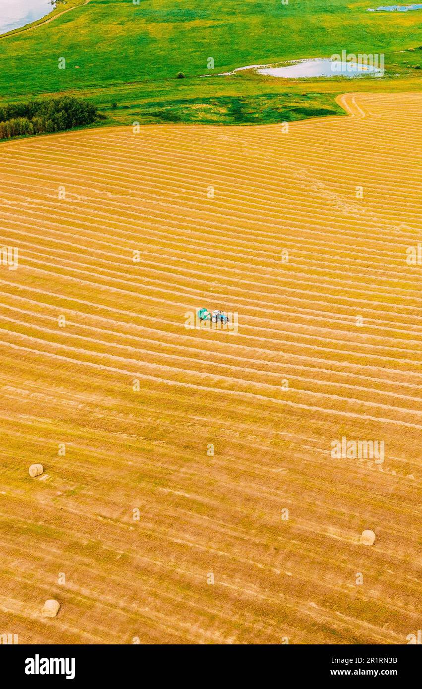 Aerial View Tractor Collects Dry Grass In Straw Bales In Wheat Field. Special Agricultural Equipment. Hay Bales, Hay Making. Farmland. Stock Photo