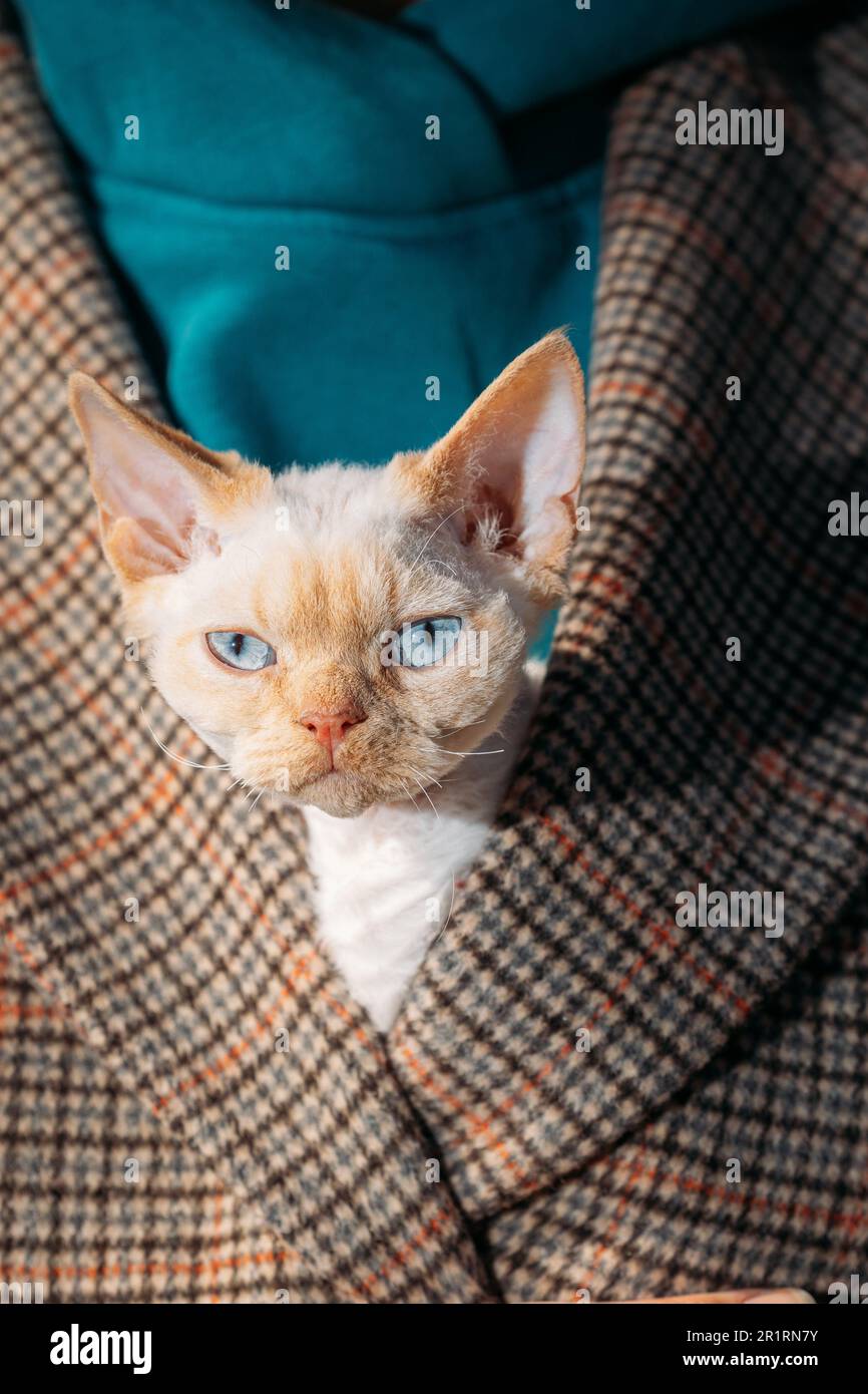 Cats Portrait. Obedient Devon Rex Cat With Bright White Orange Fur Color Peeks Out From Under Owners Coat. Curious Playful Funny Cute Amazing Devon Stock Photo