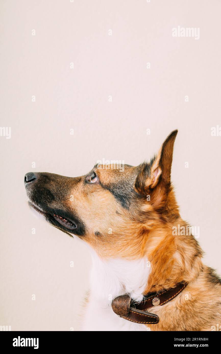 Profile portrait of mixed-breed mongrel dog with ears sticking out on white background, copy space. Dog carefully looks at the owner. Stock Photo