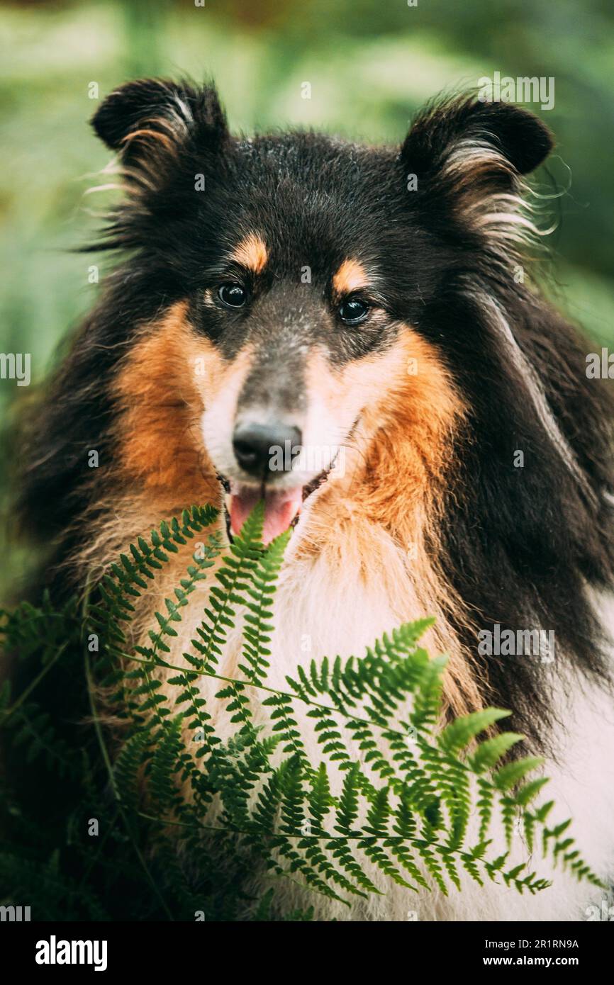 Amazing Playful Tricolour Collie, Funny Scottish Collie, Long-haired Collie, English Collie, Lassie Dog Outdoors In Summer Day In A Coniferous Pine Stock Photo