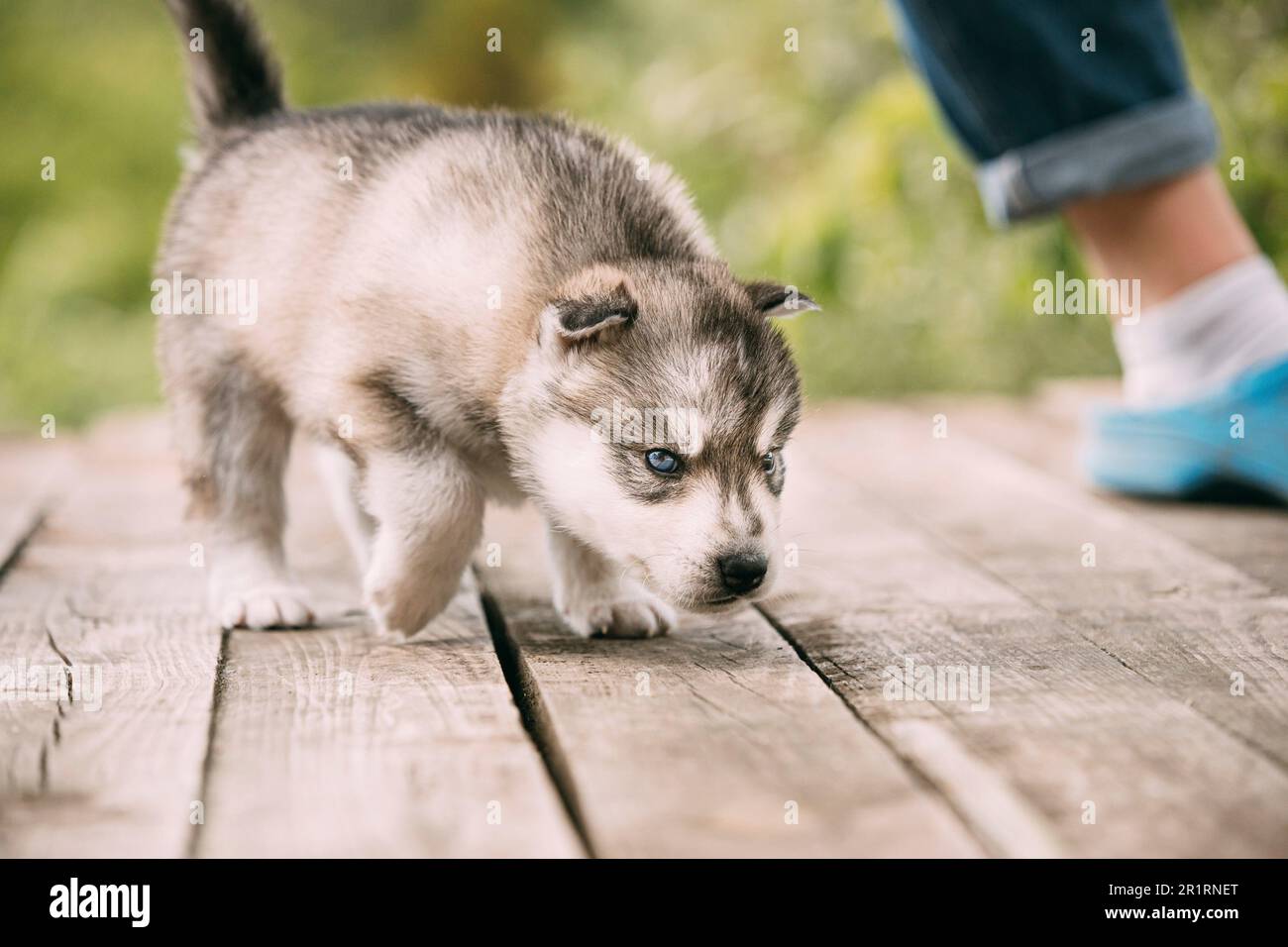 Four-week-old Husky Puppy Of White-gray Color Sitting On Wooden Ground And Sniffs It. Stock Photo