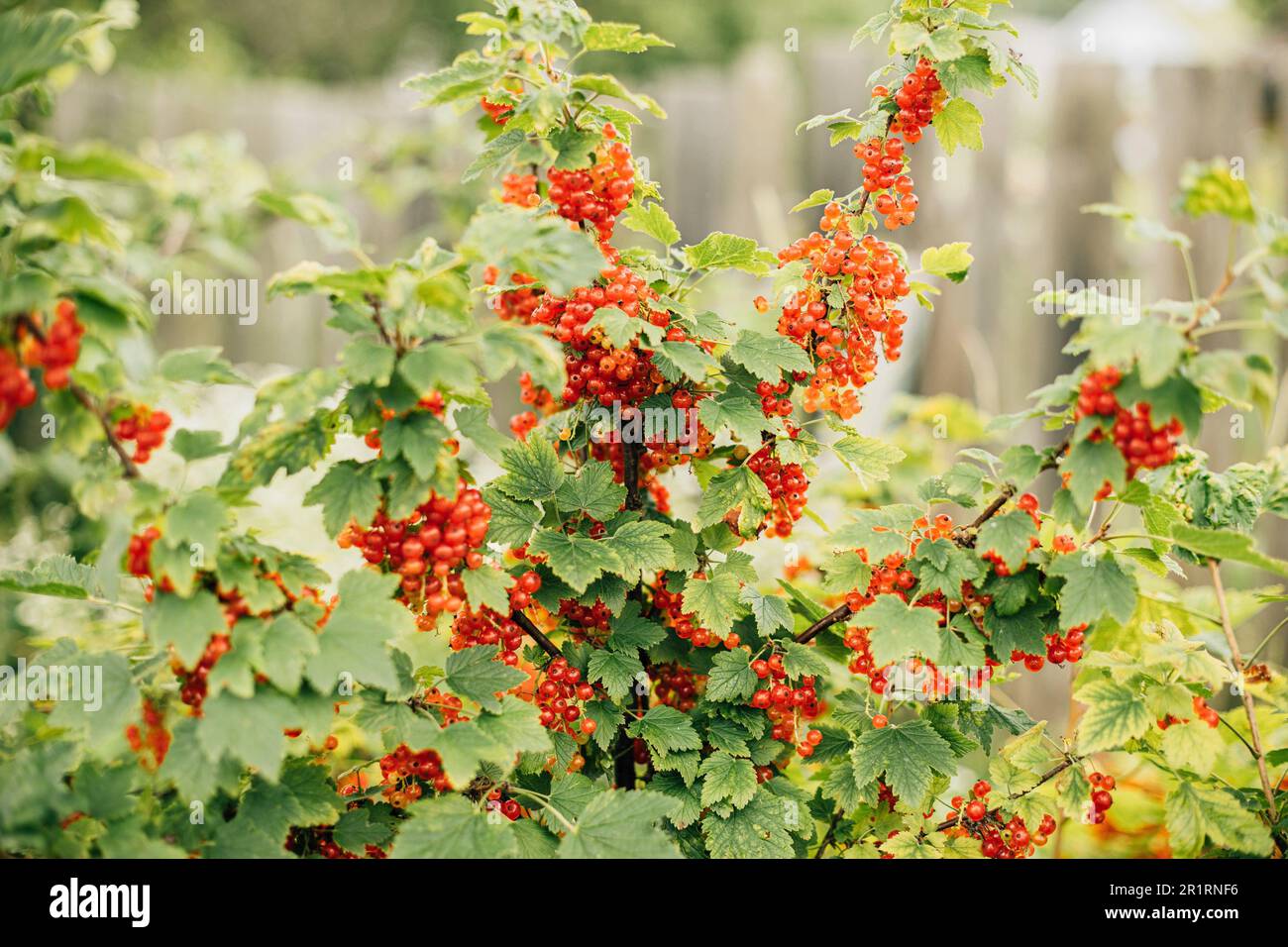 Bush Of Redcurrant Or Red Currant Ribes Rubrum Branch. Growing Organic Berries In Garden. Ripe Currant Berries In Fruit Garden At Summer Sunny Day. Stock Photo