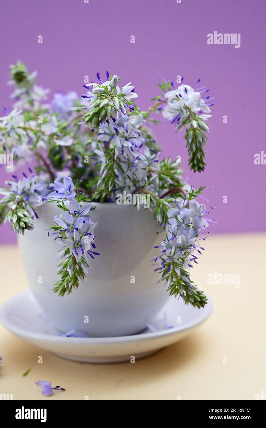 Closeup Prostrate Speedwells, Veronica flowers in small vase Stock