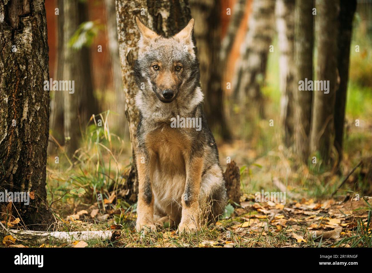 Belarus. Cub Wolf, Canis Lupus, Gray Wolf, Grey Wolf Sitting Outdoors In Autumn Day. Puppy Wolf Portrait. Stock Photo