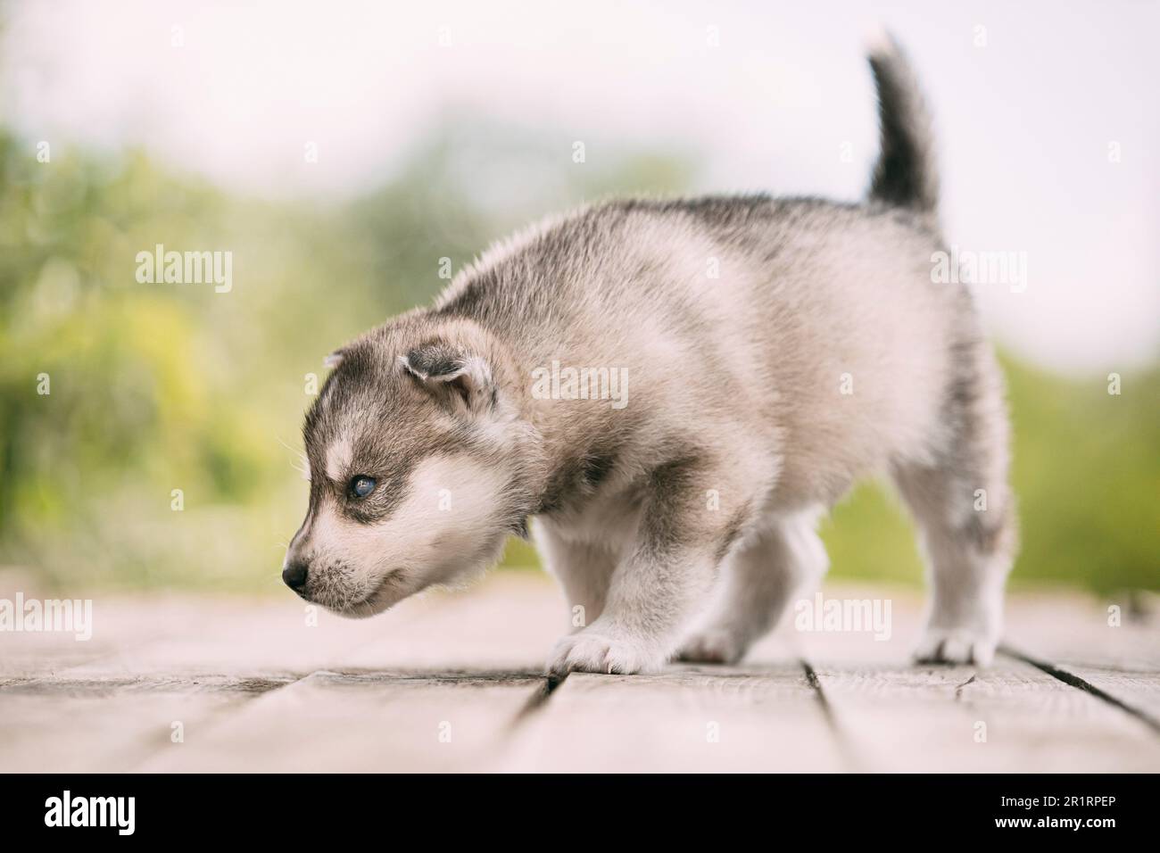 Four-week-old Husky Puppy Of White-gray Color Sitting On Wooden Ground And Sniffs It. Stock Photo