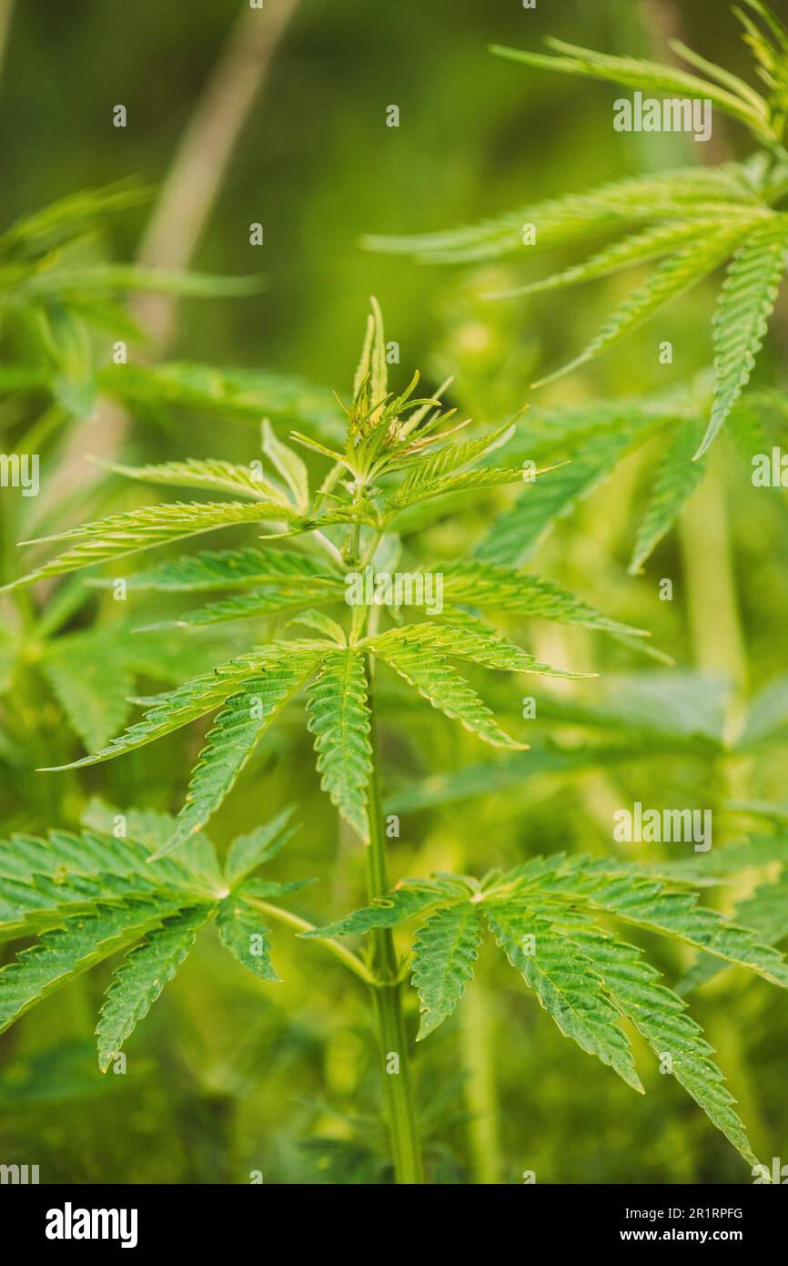 Legal Green Marijuana Cannabis Leaves Growing At Farm In Summer Day, Beautiful Cannabis Background. Cultivation Background. Marijuana Cultivation Stock Photo