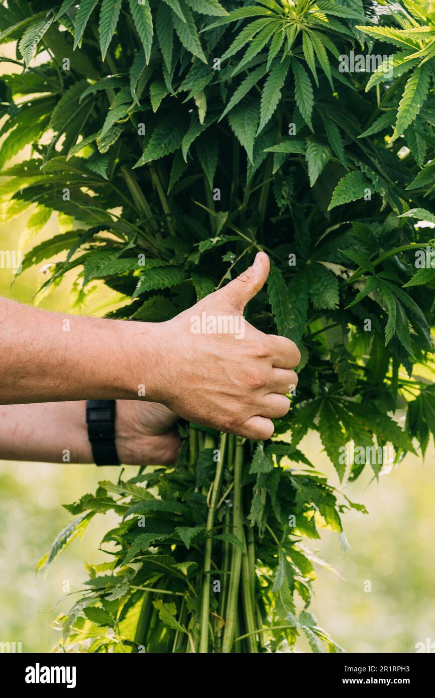 Man Holding Heap Bunch Legal Green Marijuana Cannabis Sprout In His Hands And Showing Finger Up. Cannabis Beautiful Marijuana Cannabis Plant. Close Stock Photo