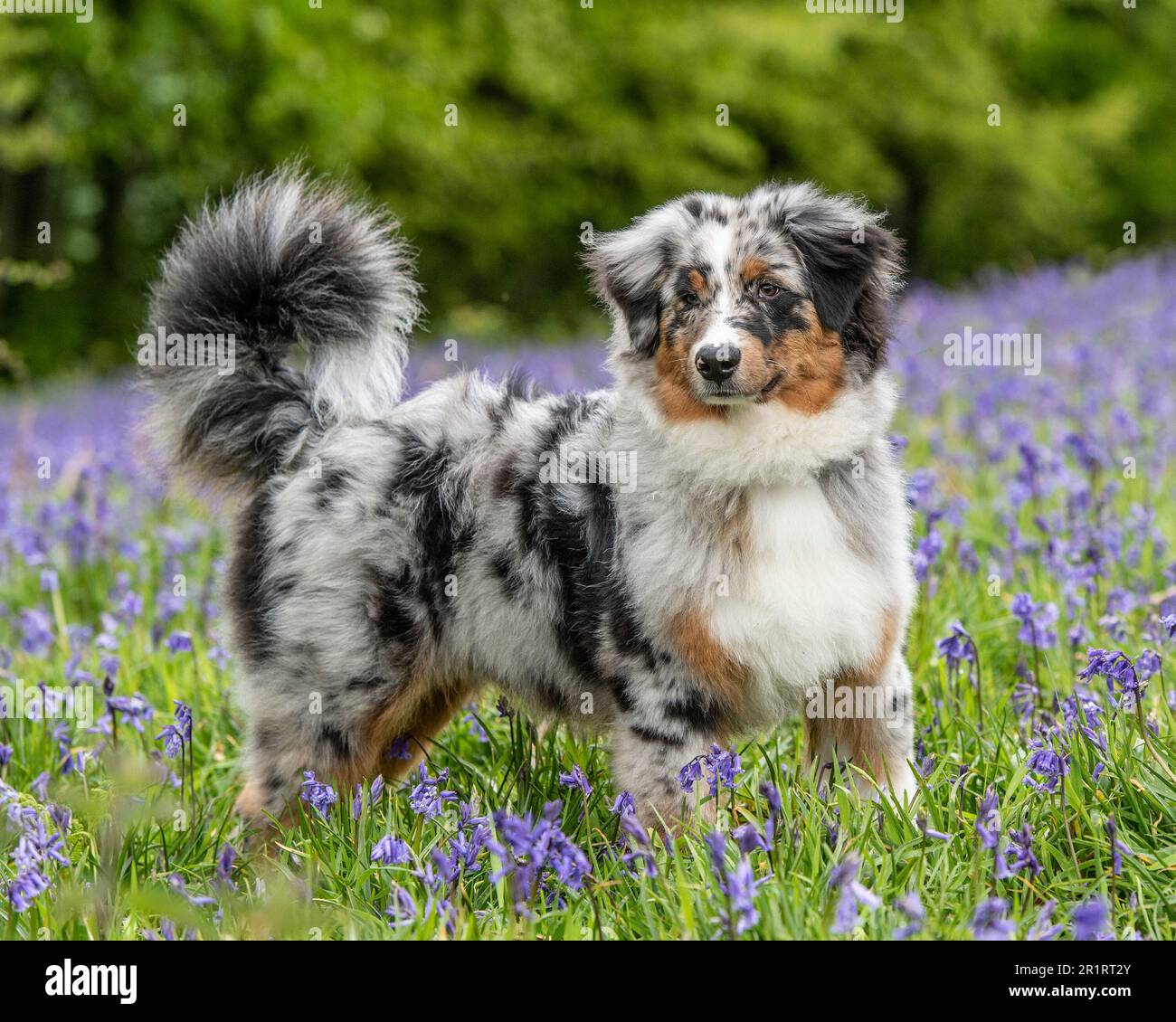 Undocked australian store shepherd