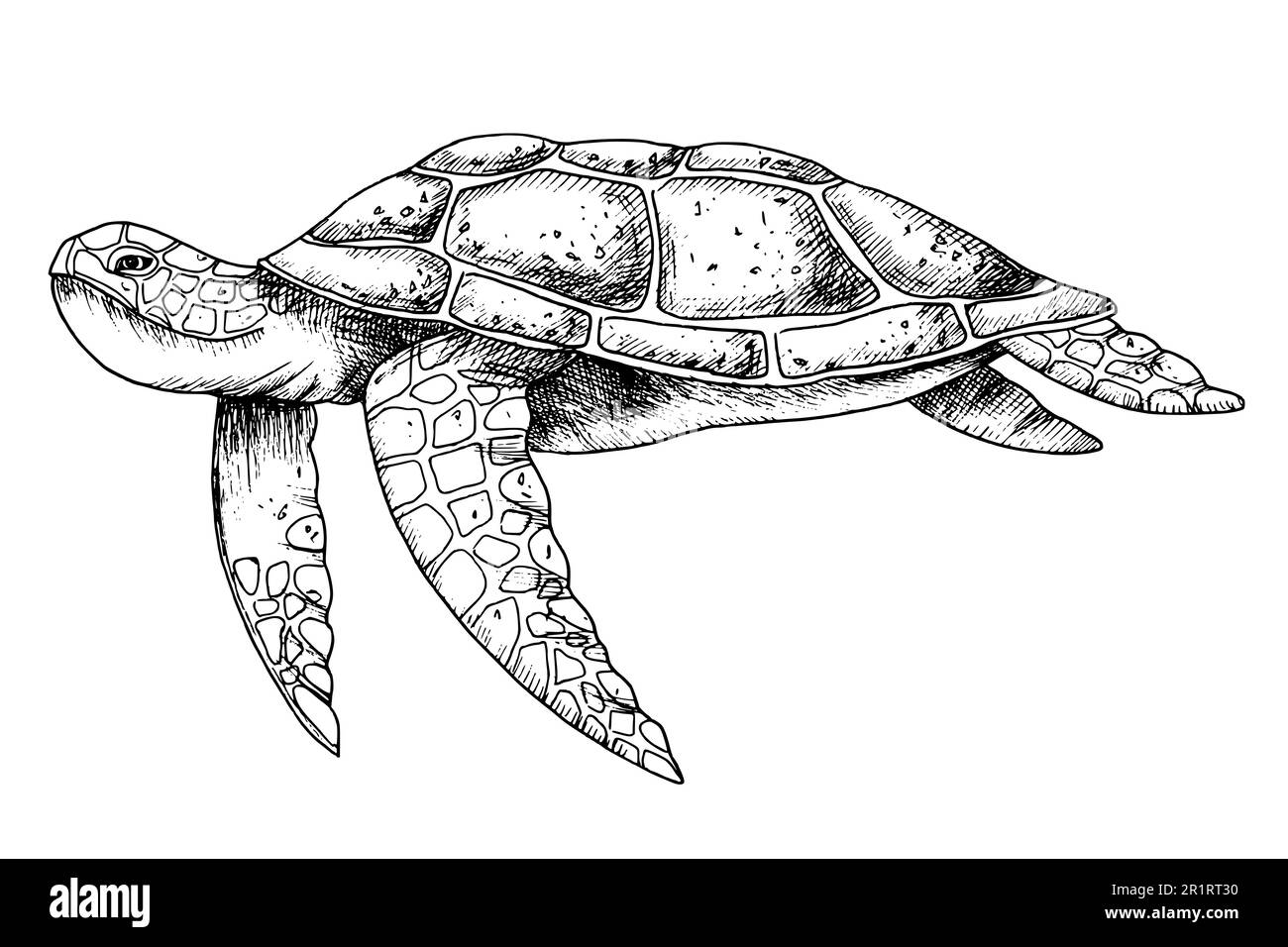 Sea Turtle. Hand drawn vector illustration of undersea Tortoise on isolated background in outline style. Nautical drawing of underwater animal painted by black inks for icon or logo. Sketch of reptile Stock Vector