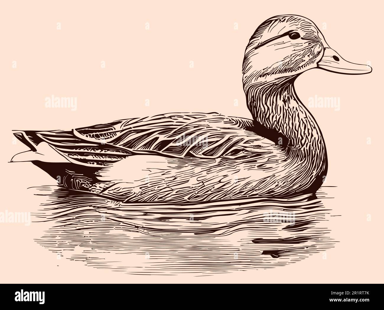 Wild duck swimming sketch hand drawn in doodle style llustration Stock Vector