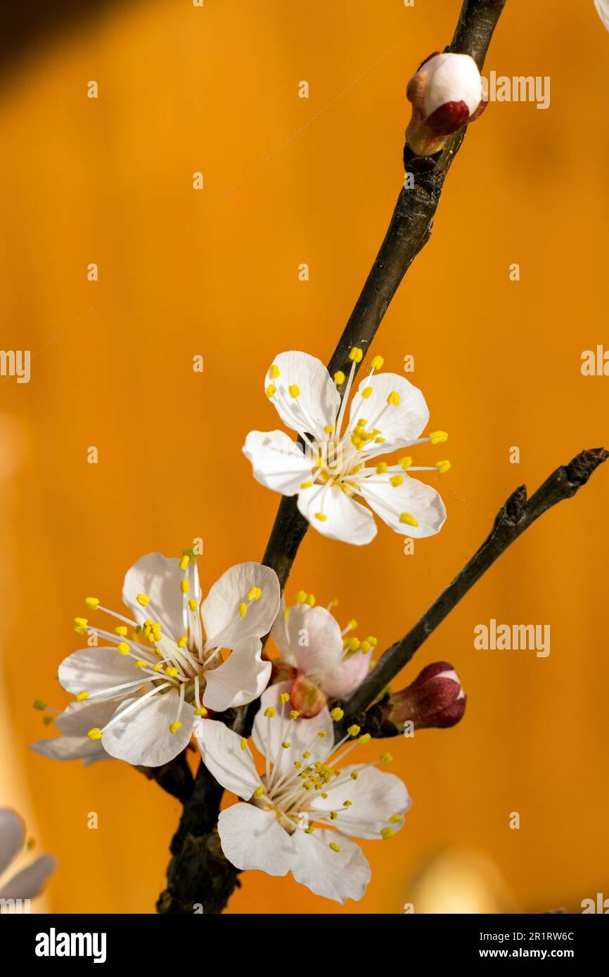 moorpak-hi-res-stock-photography-and-images-alamy