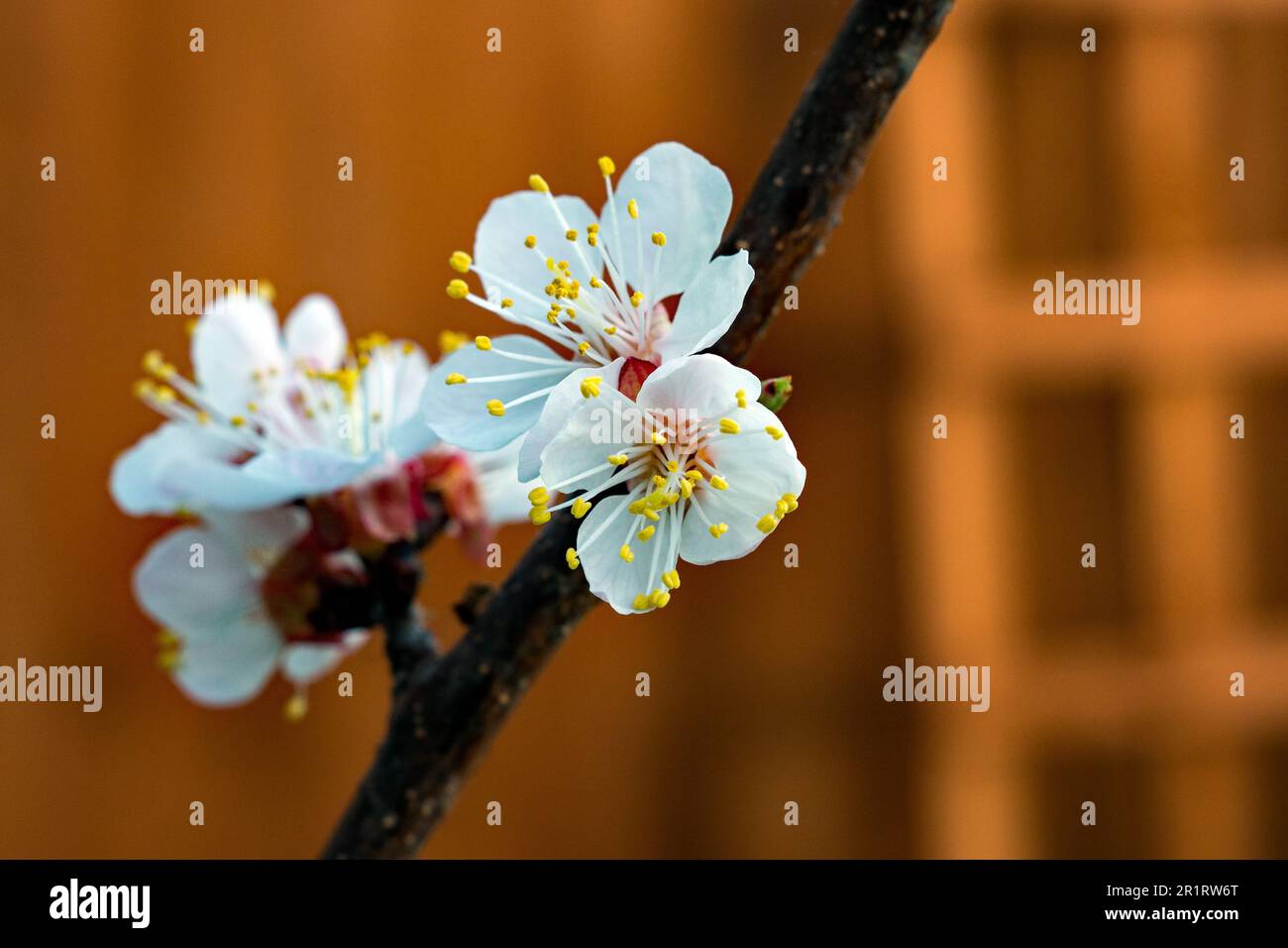 Early spring blossom from the Prunus Aremeniaca tree or Apricot Moorpack Stock Photo