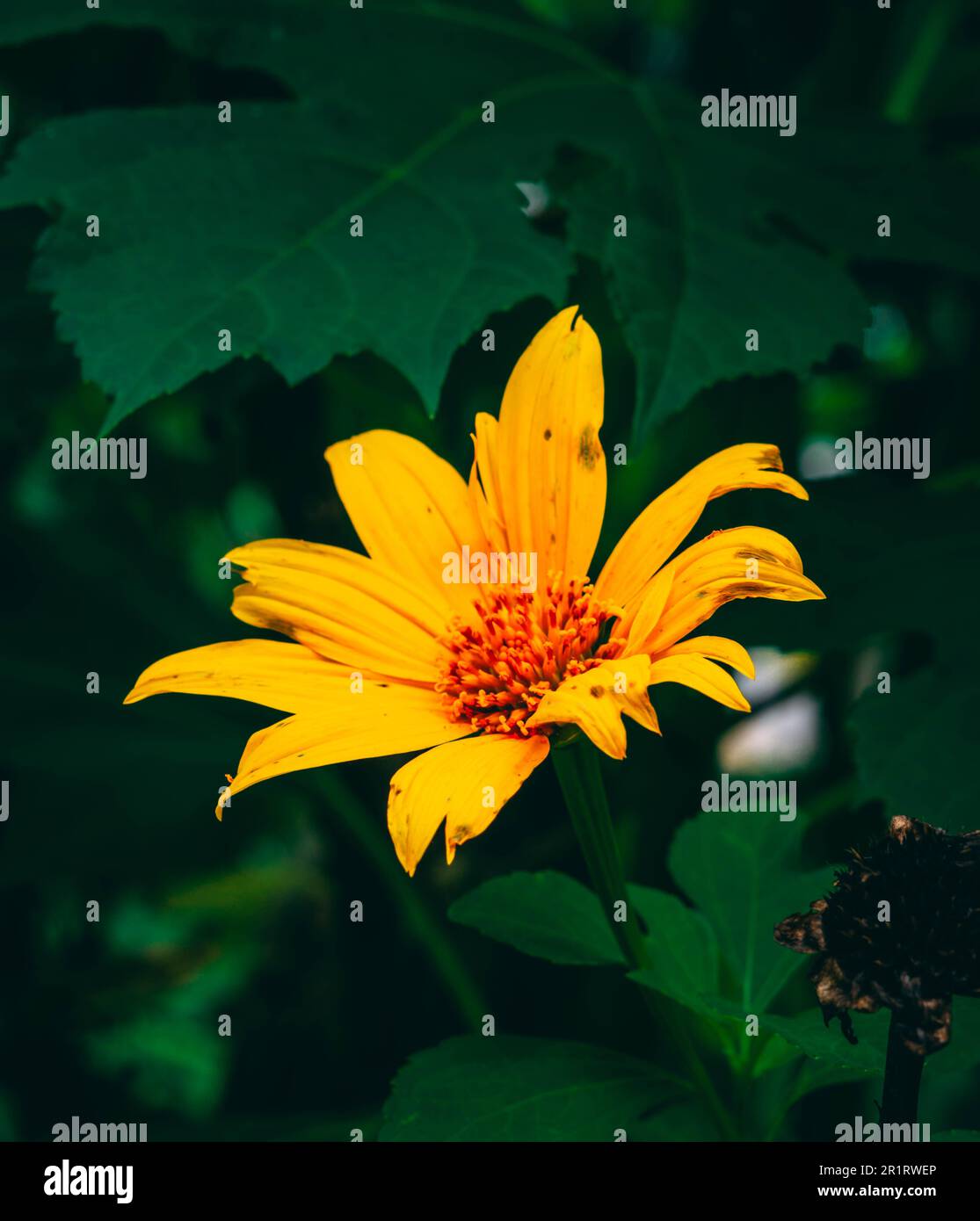 Most Popular Sunflowers Flowers SunFlowers Stock Photo Alamy