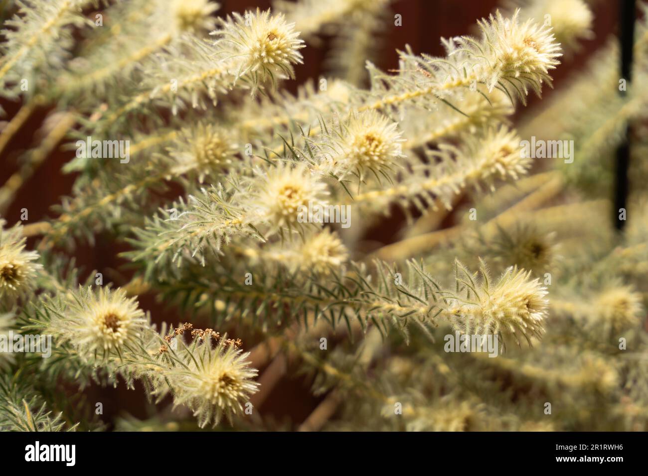 A closeup of swamp paperbark (Melaleuca ericifolia) plants Stock Photo
