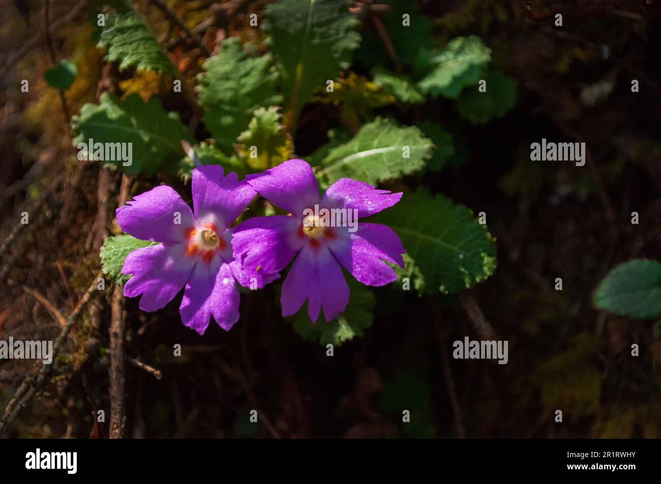 Purple golden eyed Primrose flower, Primual calderiana, high altitude primrose found in the Himalayas.Trek route Varsey Rhododendron Sanctuary, Sikkim Stock Photo