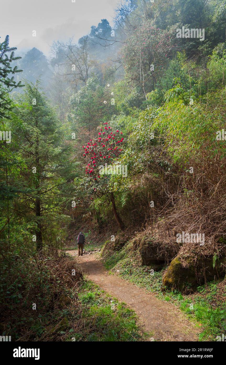 A trekker trekking through dense forest towards Varsey Rhododendron Sanctuary or Barsey Rhododendron Sanctuary. A very popular nature travel. Stock Photo