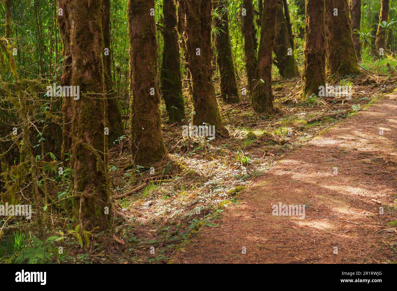 Trekking route through dense forest towards Varsey Rhododendron Sanctuary or Barsey Rhododendron Sanctuary. A very popular tourist trekking route at S Stock Photo