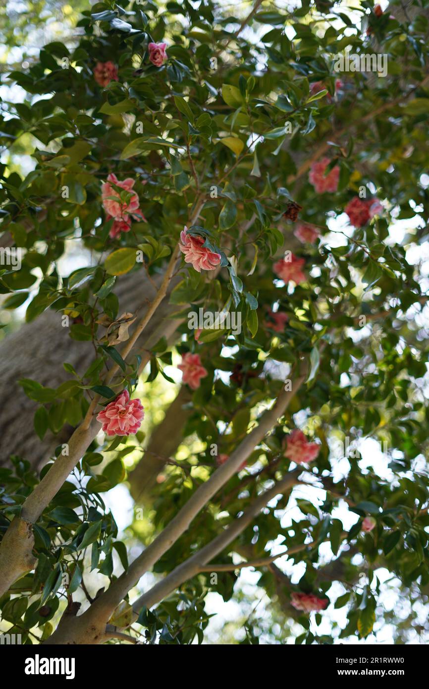 A vertical of blooming Dombeya flowers on a green tree Stock Photo