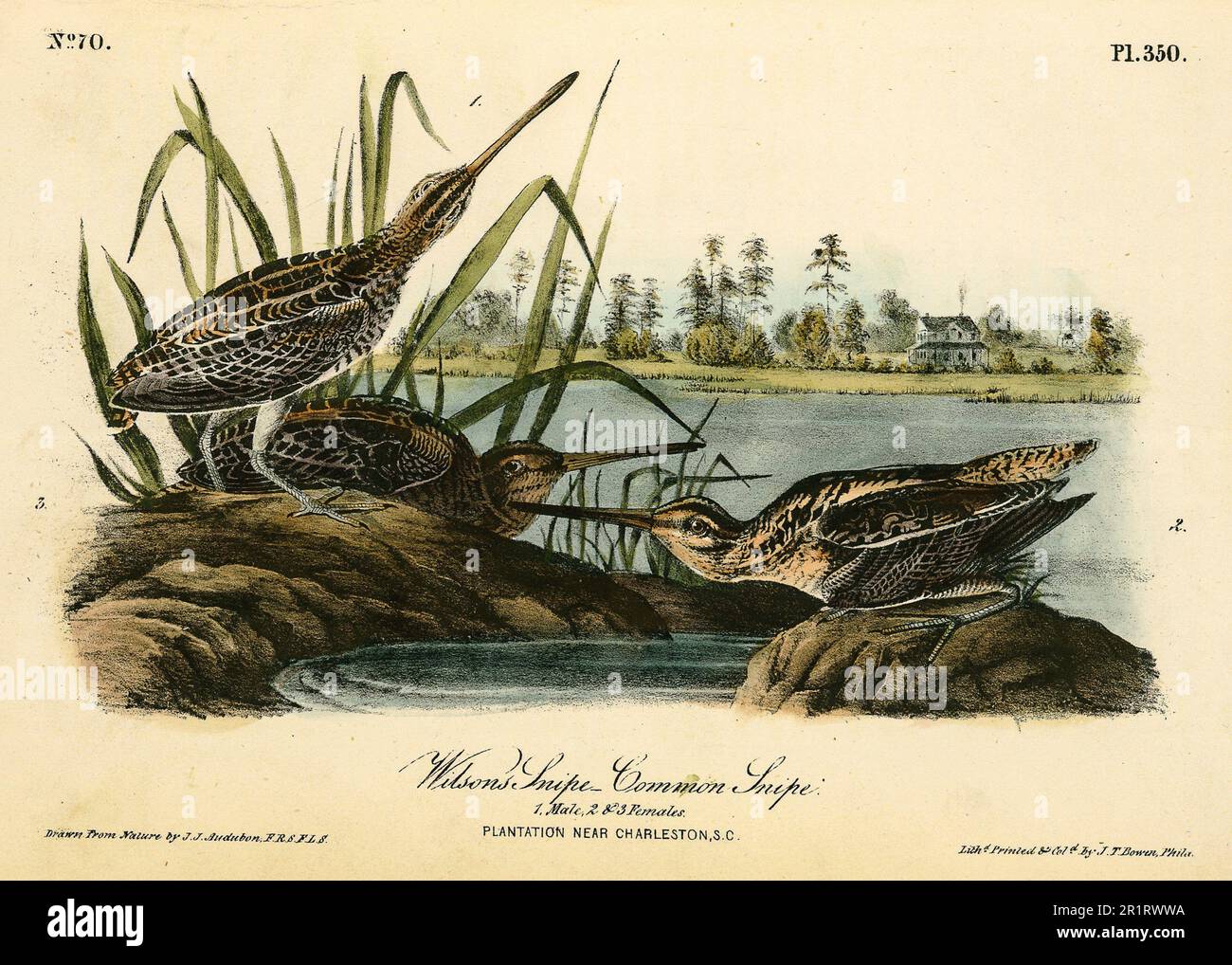 Wilson's Snipe. - Common Snipe. 1. Male. 2 & 3. Females. Audubon, John  James, 1785-1851 (Artist). The birds of America, from drawings made in the  Stock Photo - Alamy