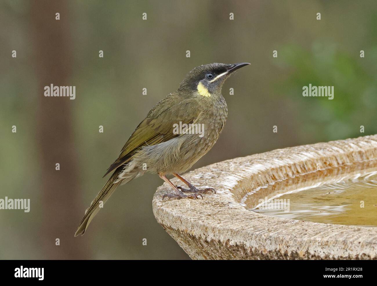 Lewin's Honeyeater (Meliphaga lewinii lewinii) adult perched at bird