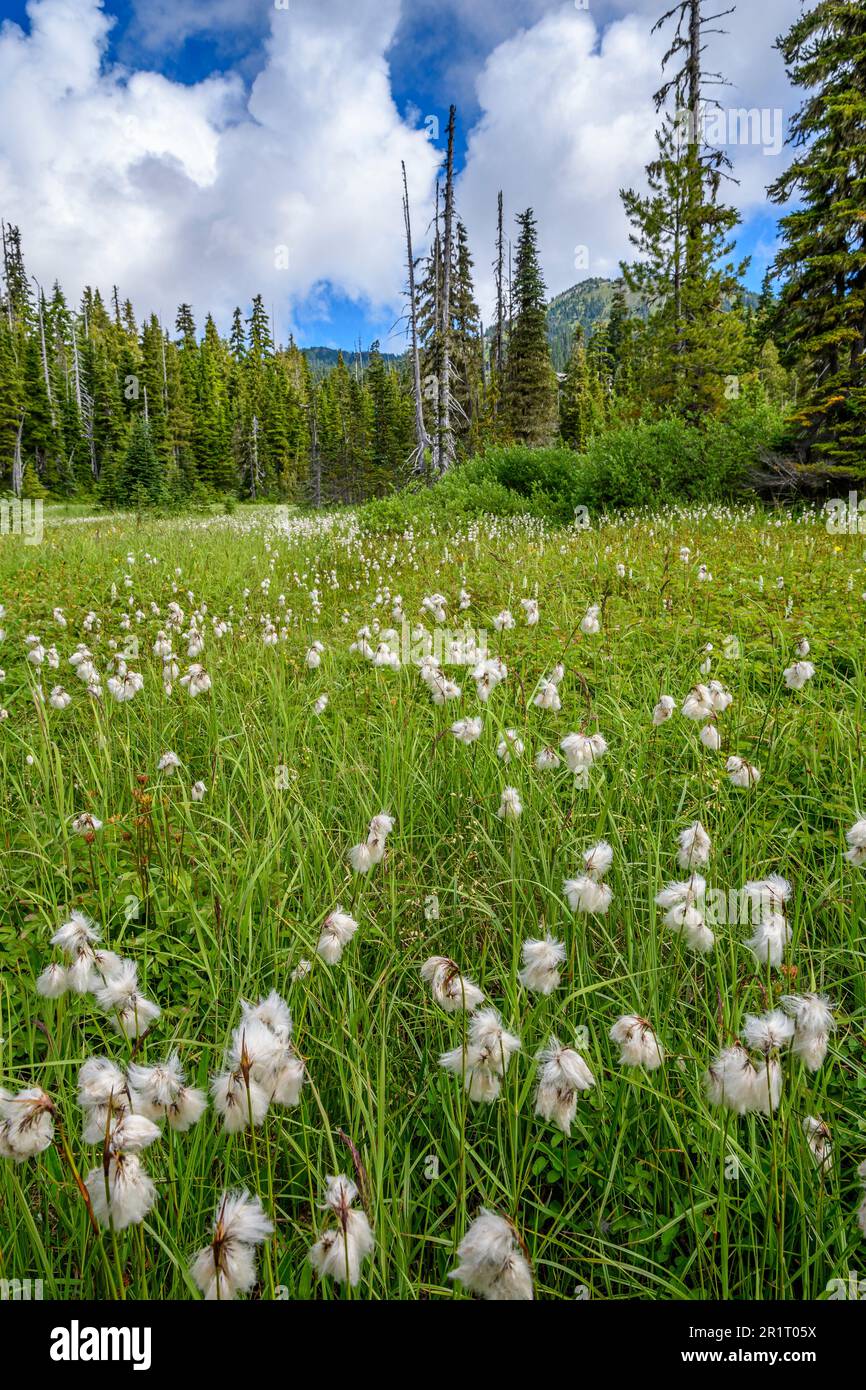 A meadow of cottongrass in Strathcona Provincial Park, British Columbia Stock Photo