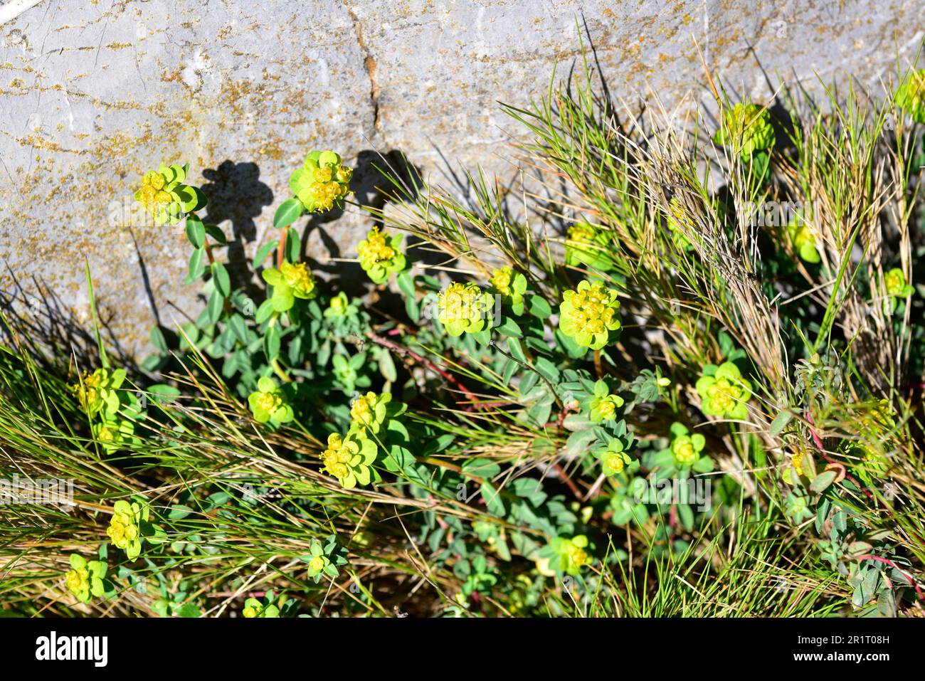 Lechetrezna verrucosa (Euphorbia flavicoma) is a perennial herb native to western Europe. This photo was taken in Garraf, Barcelona, Catalonia, Spain. Stock Photo
