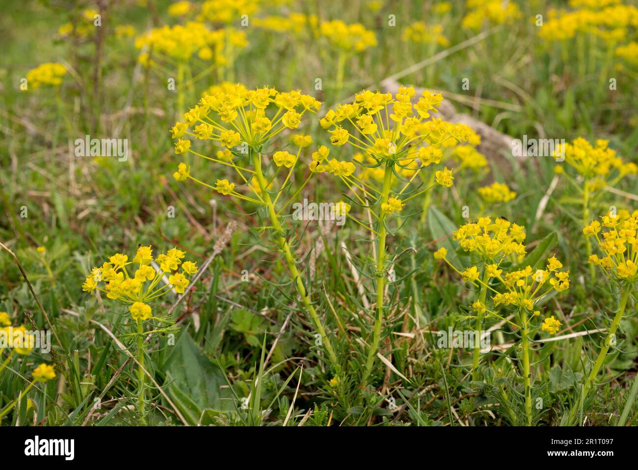 Cypress spurge (Euphorbia cyparissias) is a medicinal and toxic