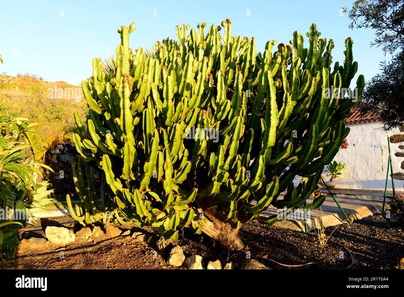 Candelabra tree (Euphorbia candelabrum) is a succulent plant native to