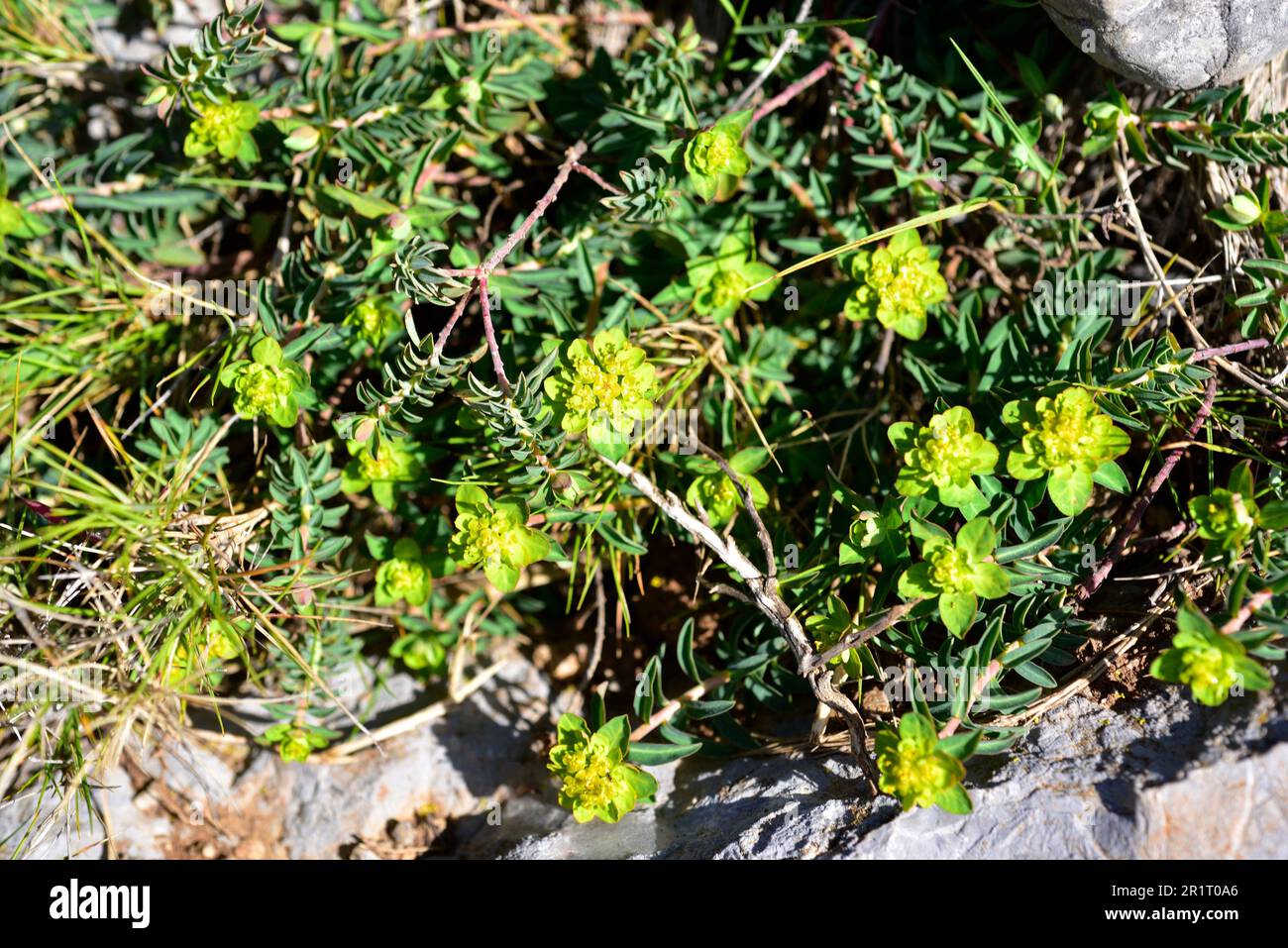 Lechetrezna verrucosa (Euphorbia flavicoma) is a perennial herb native to western Europe. This photo was taken in Garraf, Barcelona, Catalonia, Spain. Stock Photo