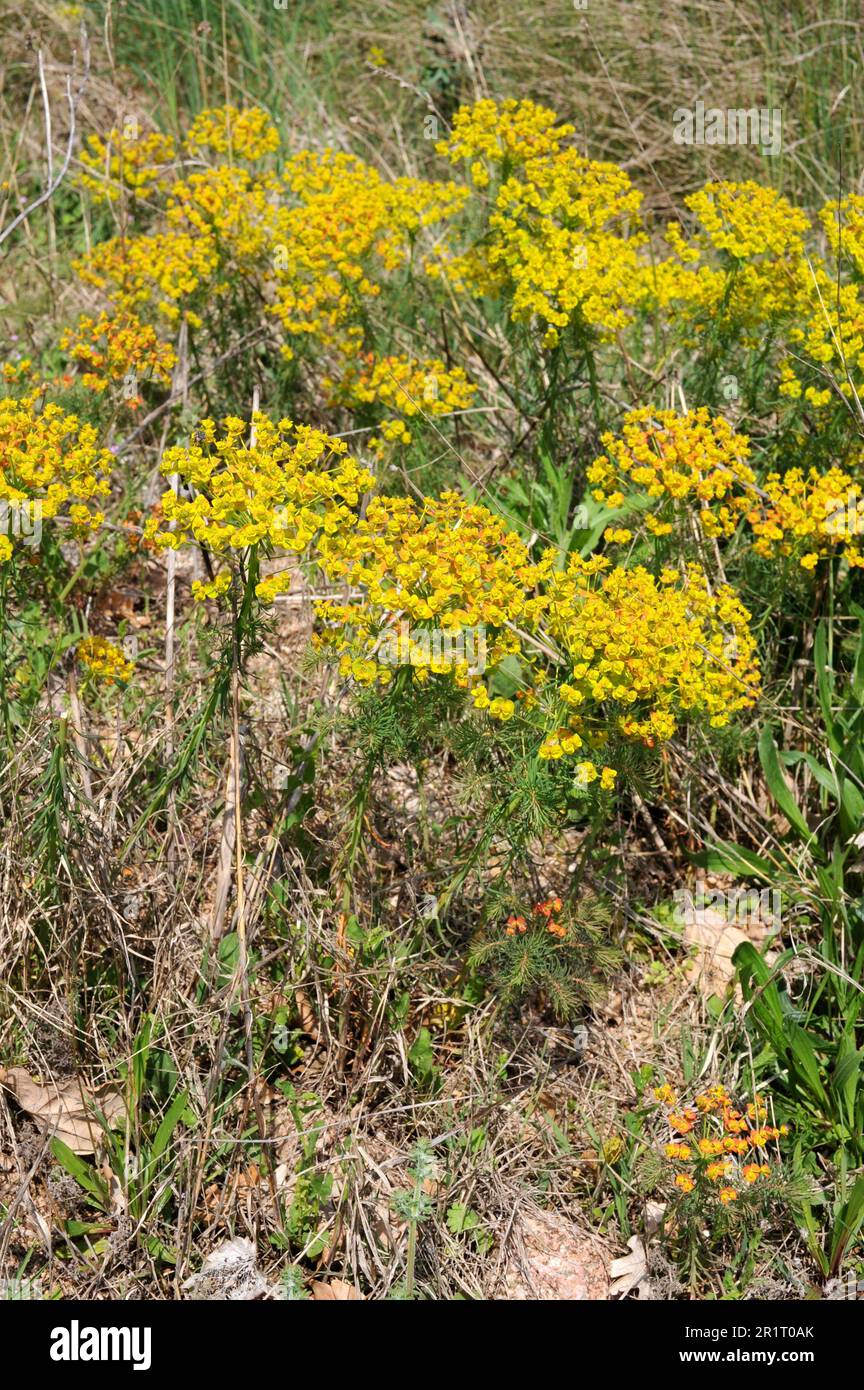 Cypress spurge (Euphorbia cyparissias) is a medicinal and toxic