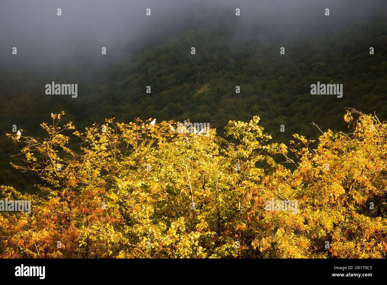 Birds before a storm Stock Photo Alamy