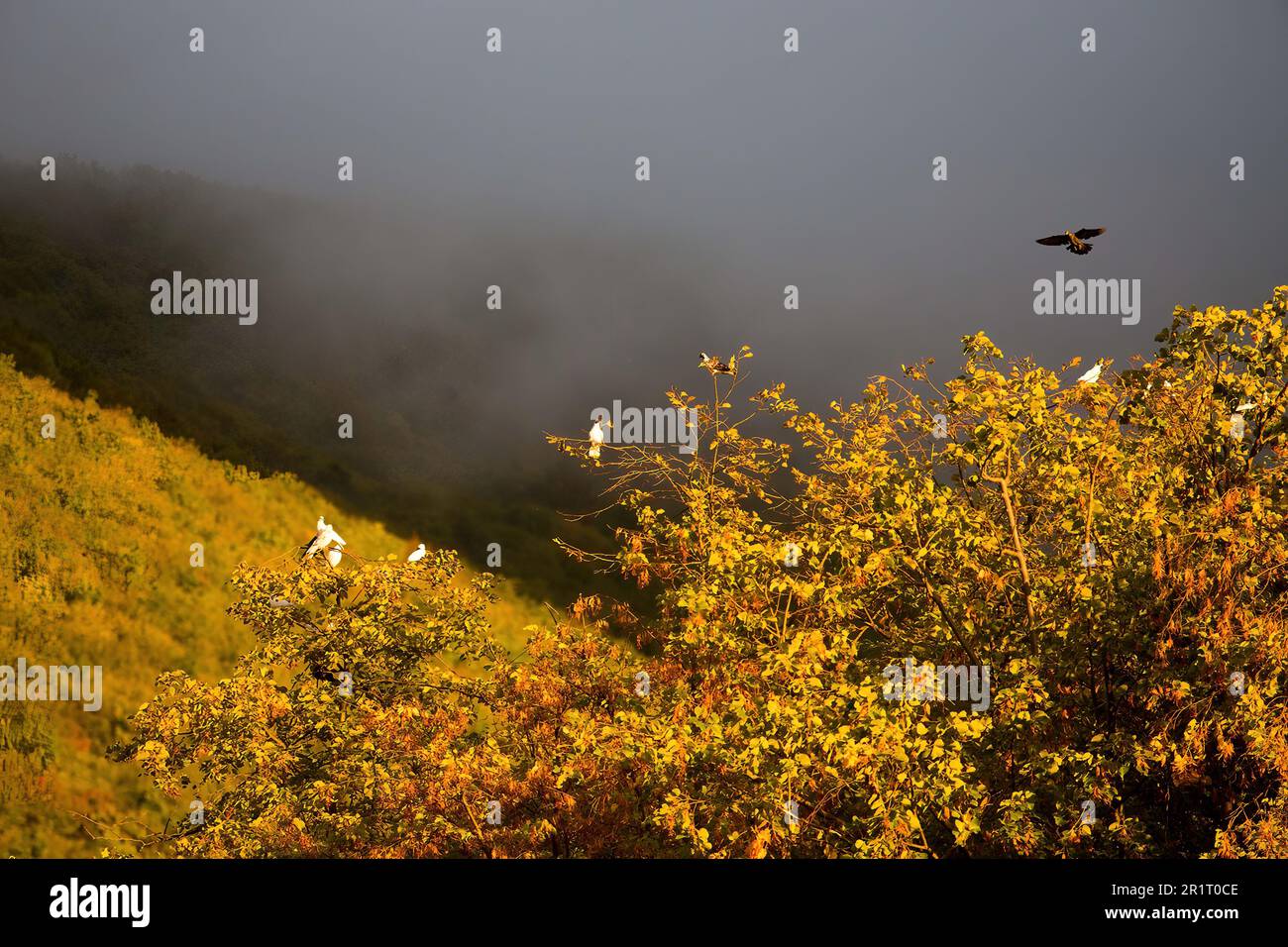 Birds before a storm Stock Photo