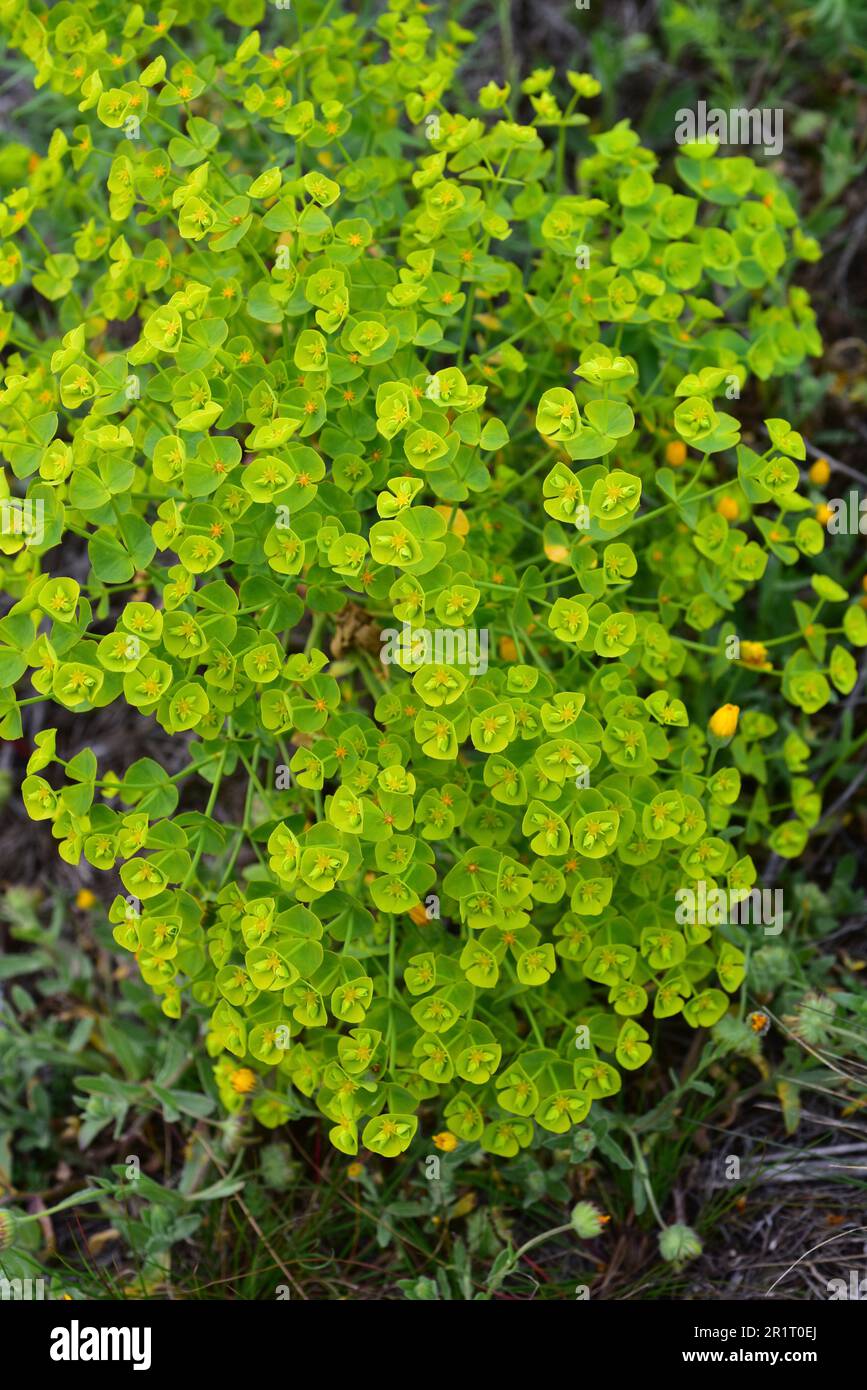 Petty spurge (Euphorbia peplus) is an annual herb native to Europe