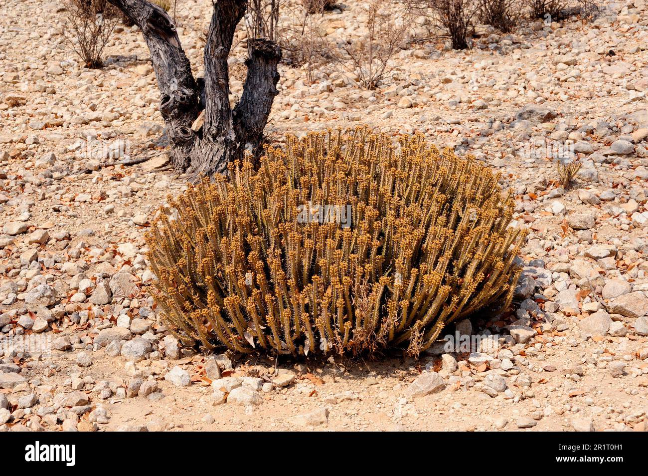 Poison tree or gifboom (Euphorbia virosa) is a succulent shrub native