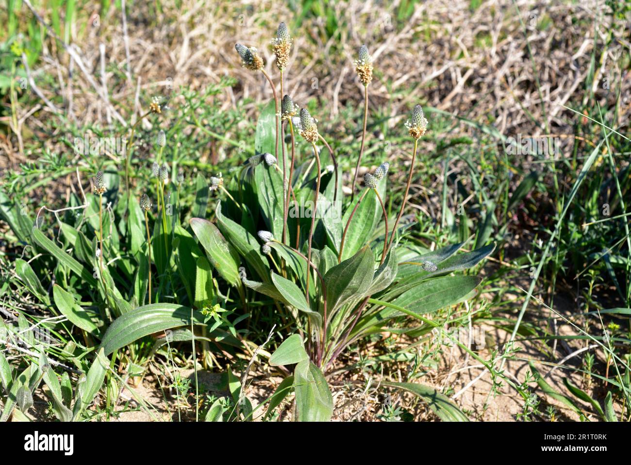 Ribwort plantain (Plantago lanceolata) is a perennial medicinal herb native to Eurasia and Americas. This photo was taken in Castelldefels, Stock Photo