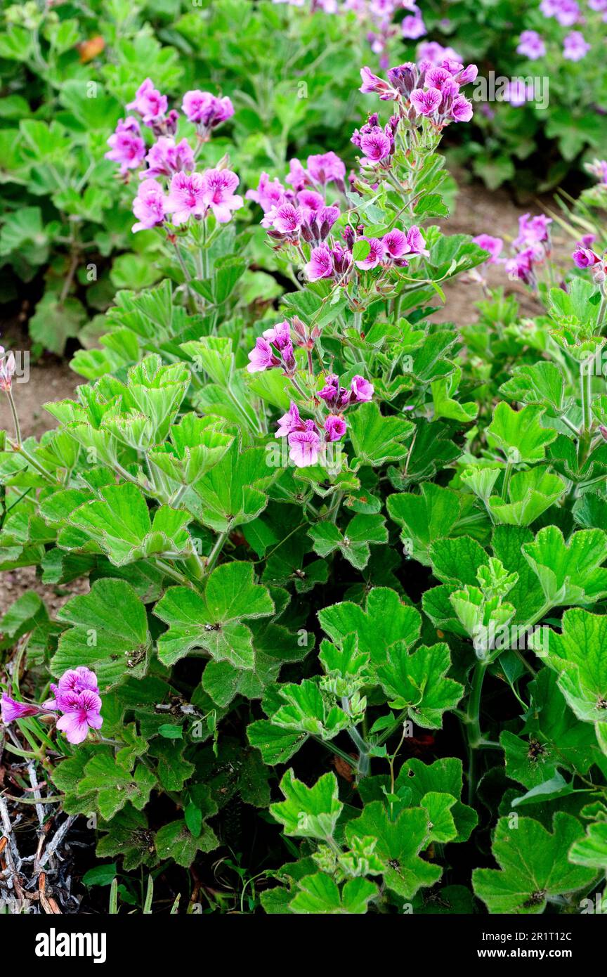 Hooded-leaf pelargonium (Pelargonium cucullatum) is an evergreen shrub ...